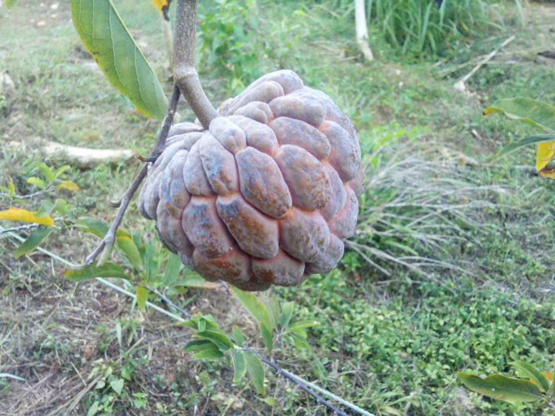 Exotic tropical fruits in Dragon Garden Saipan